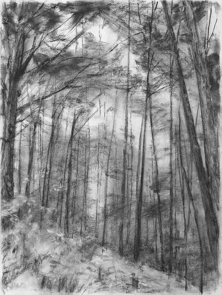 Forest 2