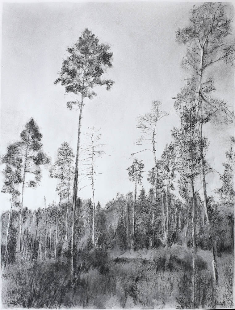 Forest 1