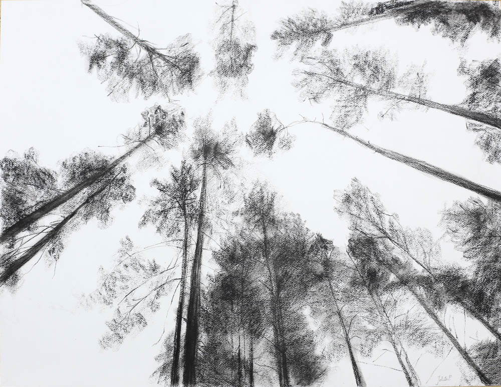 Forest 7