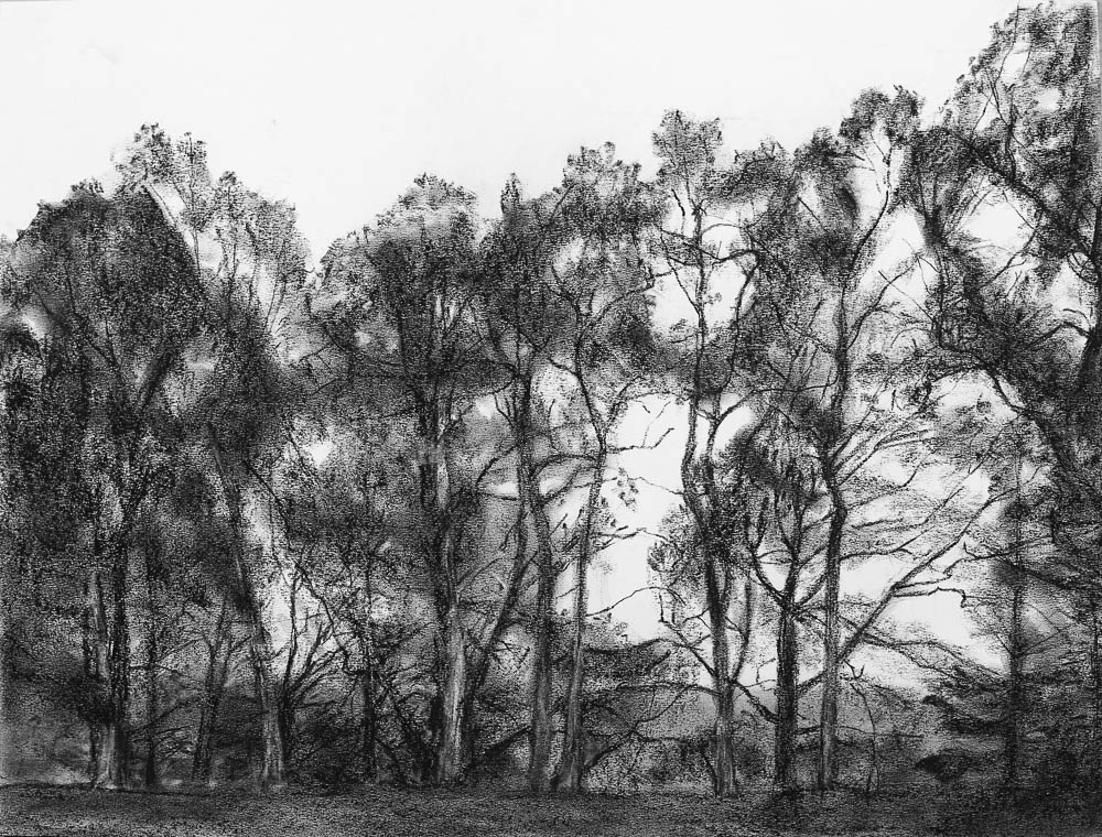 Forest 8 