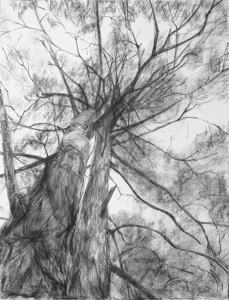 Forest 9