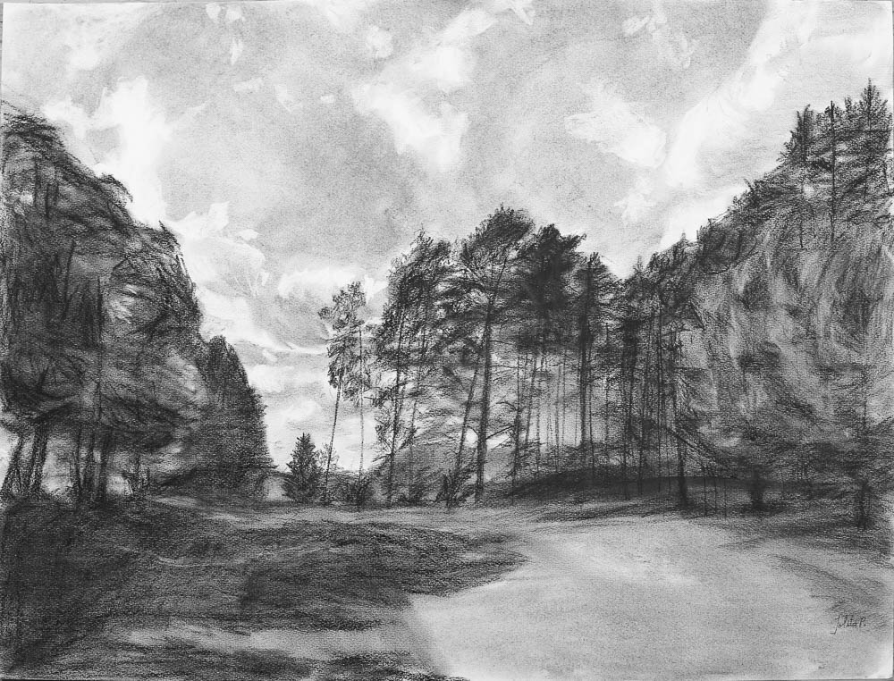 Forest 11