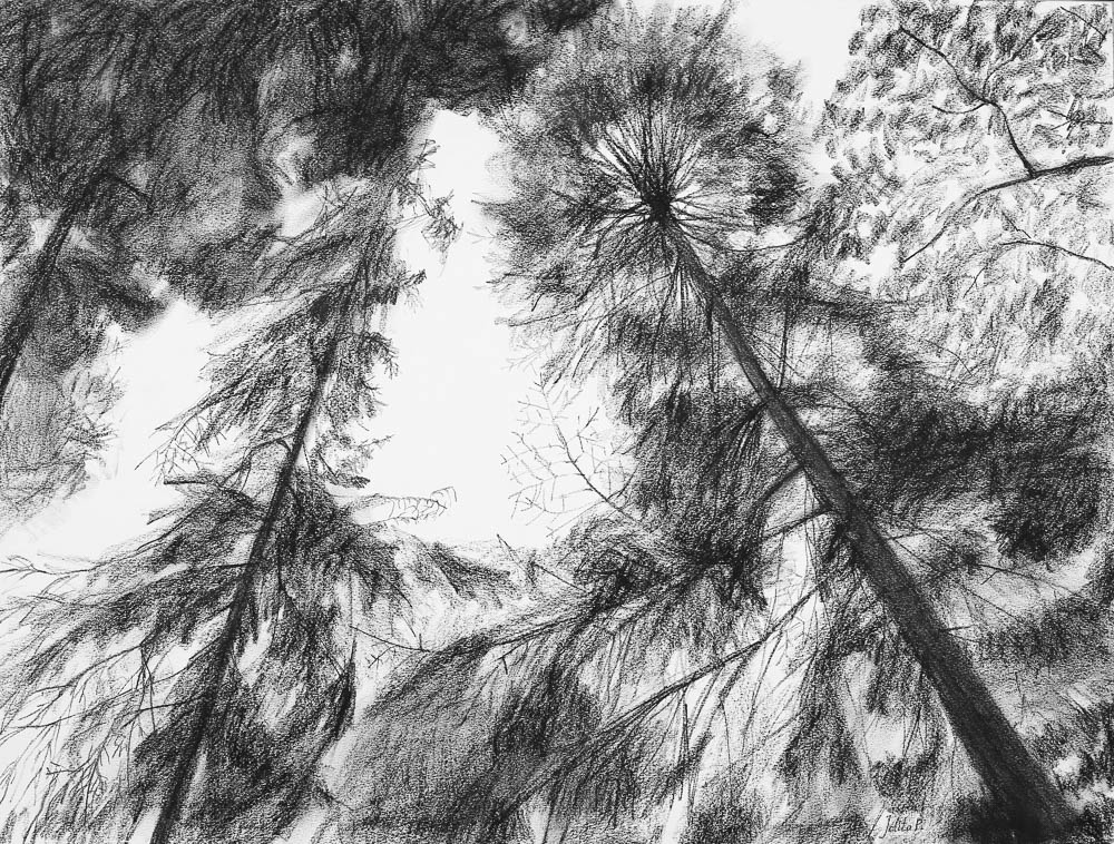 Forest 5