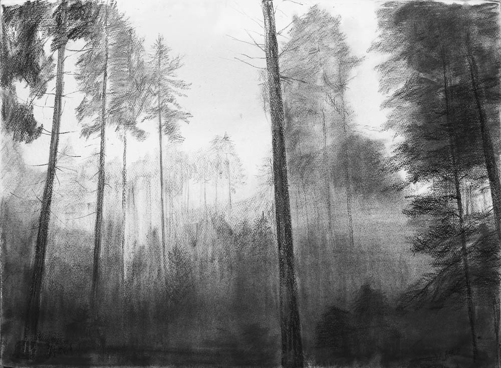 Forest 14